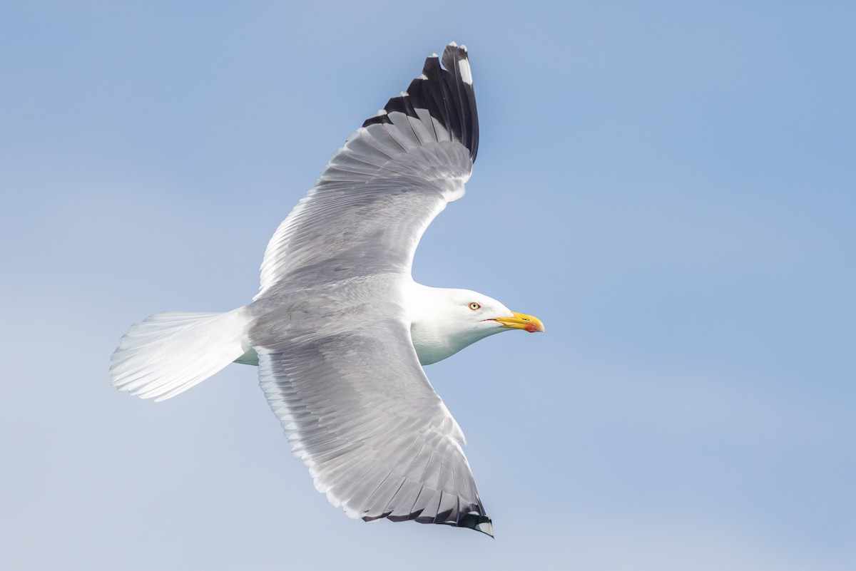Yellow-legged Gull (michahellis) - ML618493425