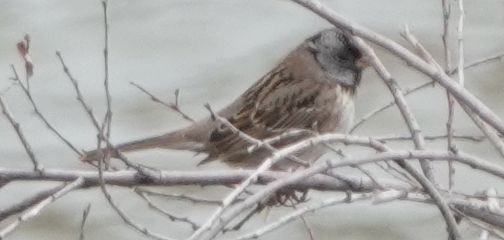 Harris's Sparrow - ML618493432