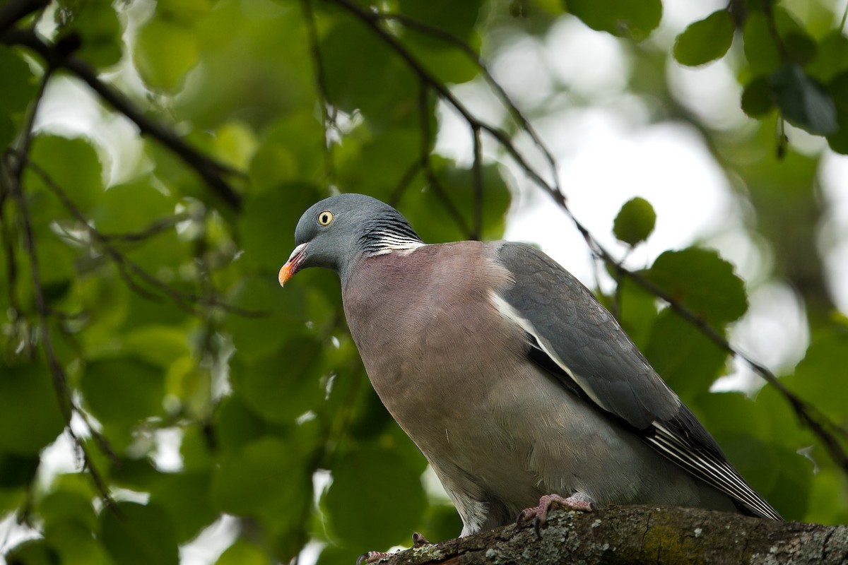 Common Wood-Pigeon - ML618493478