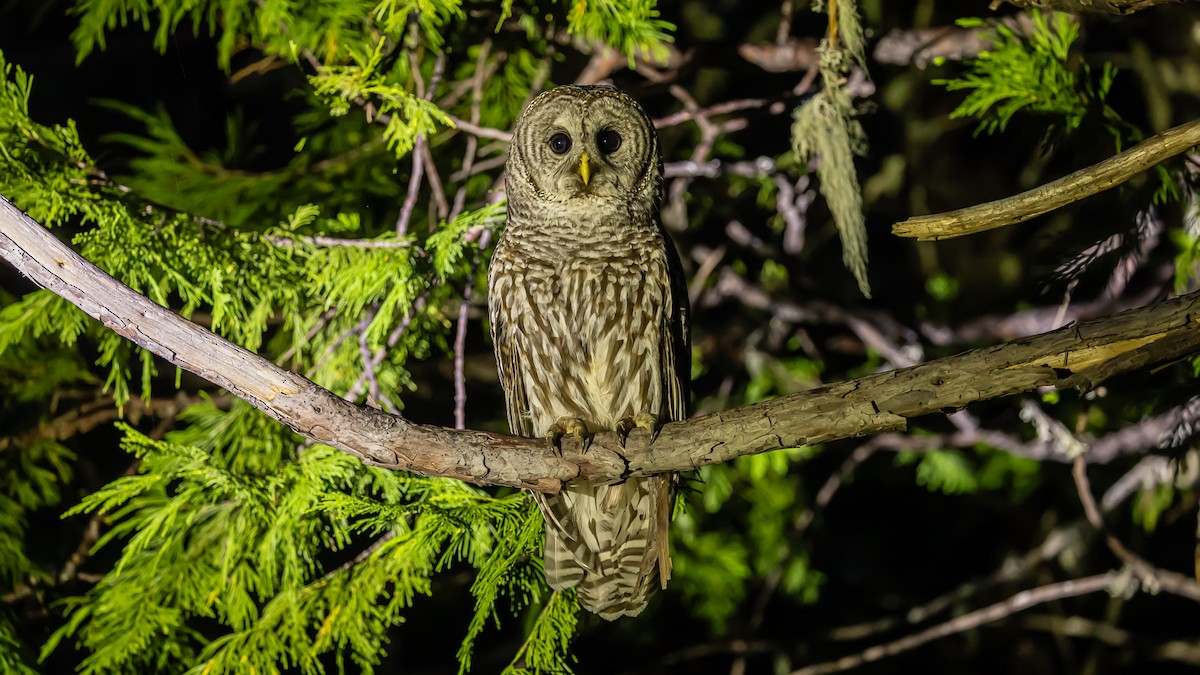 Barred Owl - ML618493481