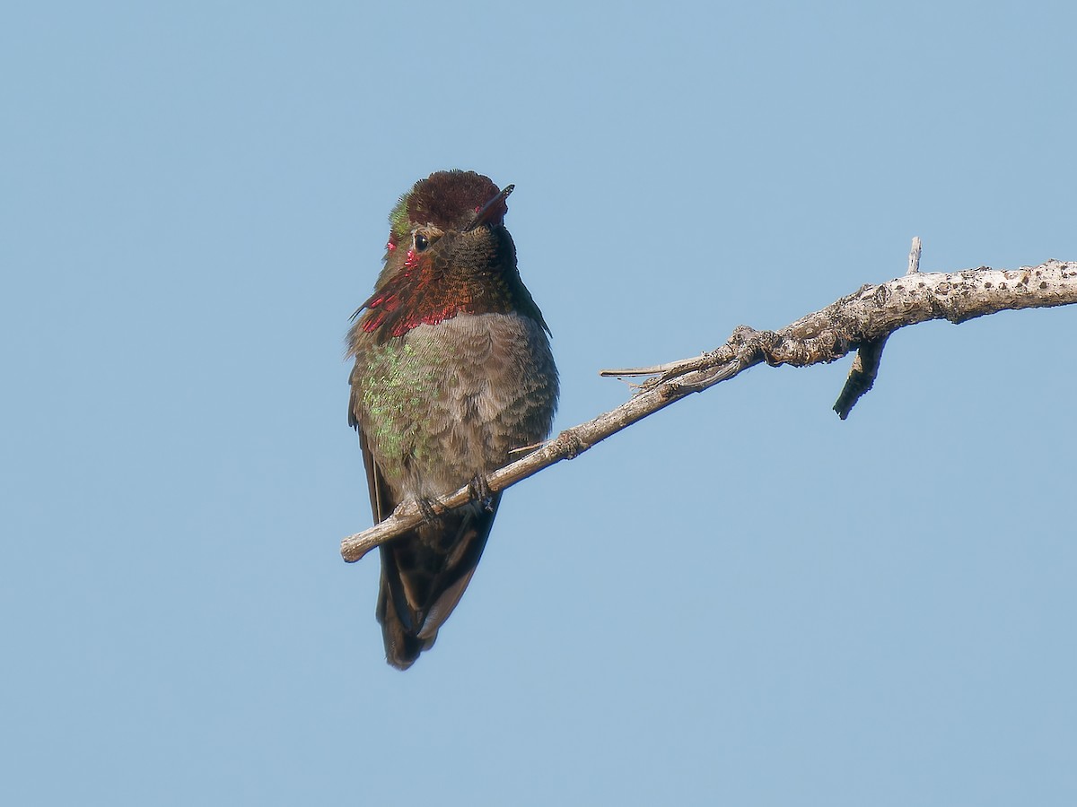 Anna's Hummingbird - ML618493485