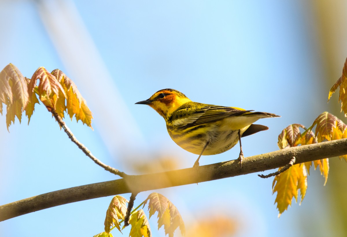 Cape May Warbler - ML618493494