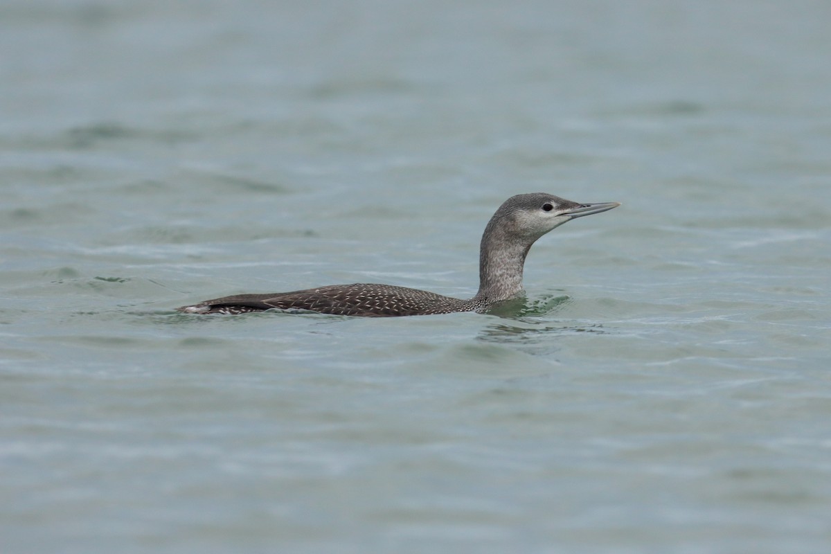 Red-throated Loon - ML618493541