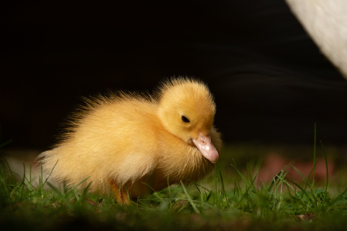 Muscovy Duck (Domestic type) - ML618493552