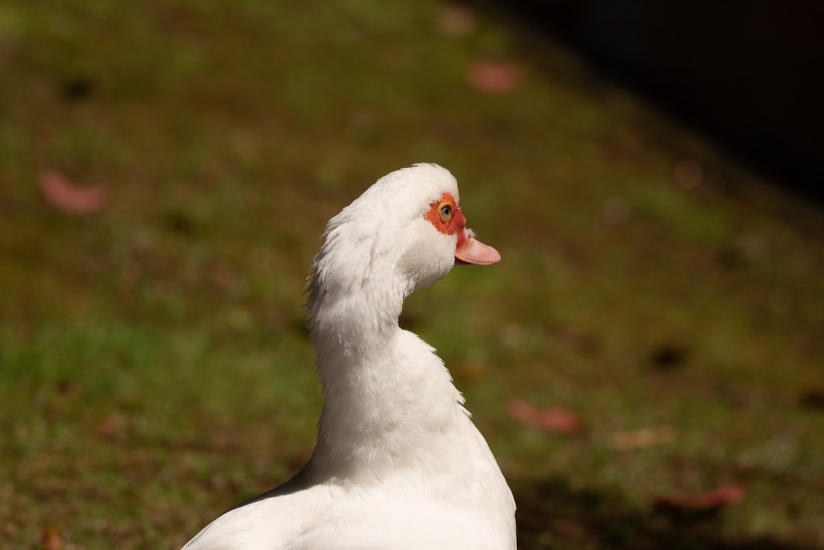Muscovy Duck (Domestic type) - ML618493554