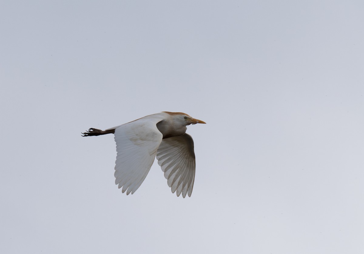Чапля єгипетська (підвид ibis) - ML618493555