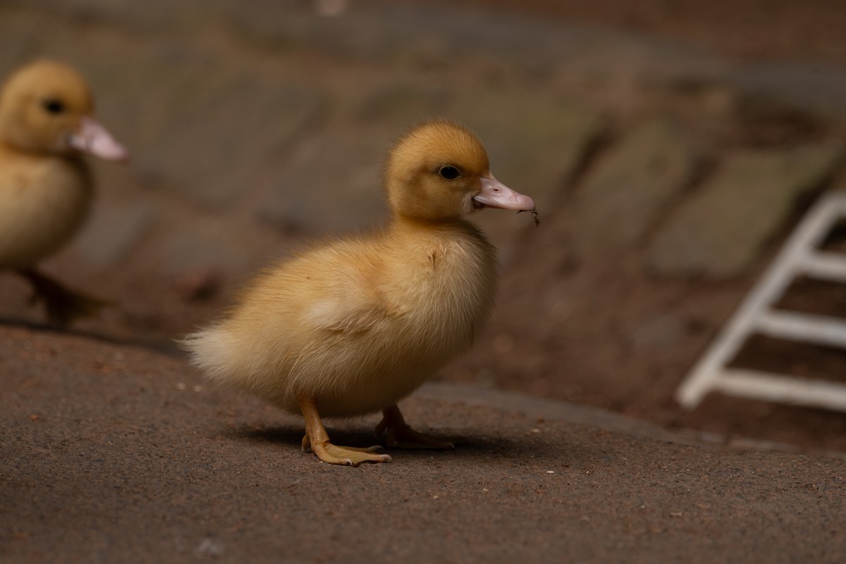 Muscovy Duck (Domestic type) - ML618493556