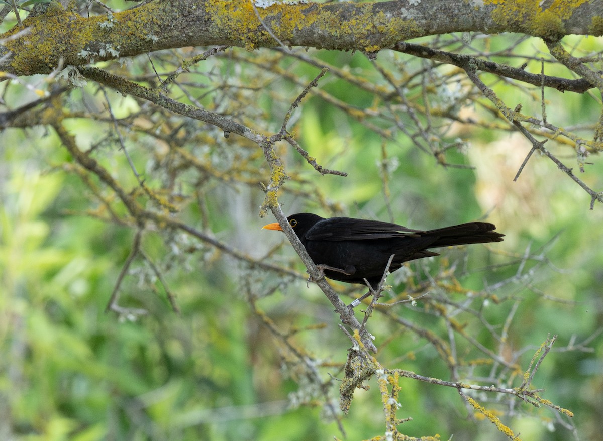 Eurasian Blackbird - ML618493576
