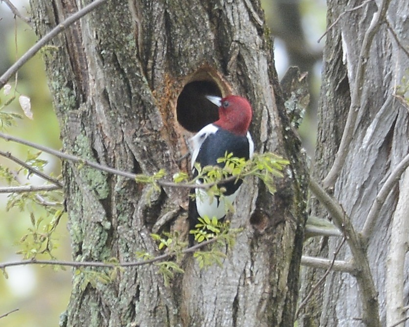 Red-headed Woodpecker - ML618493580