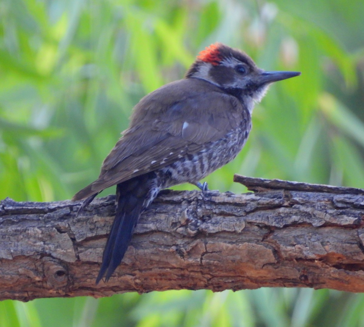 Arizona Woodpecker - ML618493585