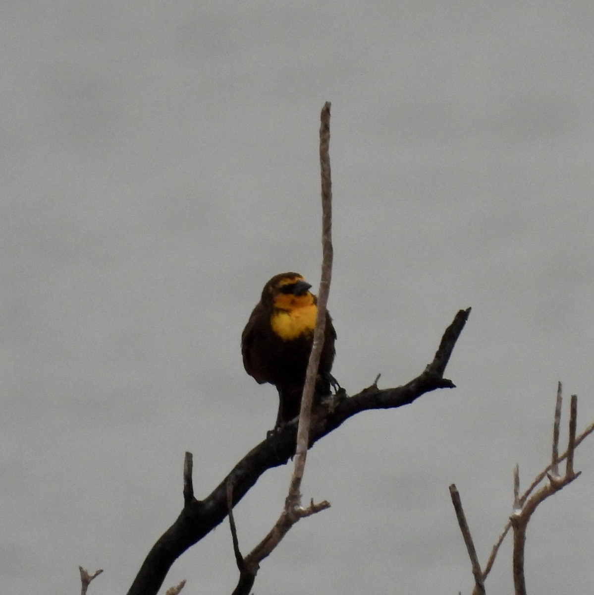 Yellow-headed Blackbird - ML618493586