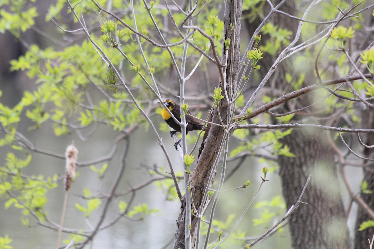 Yellow-headed Blackbird - ML618493622