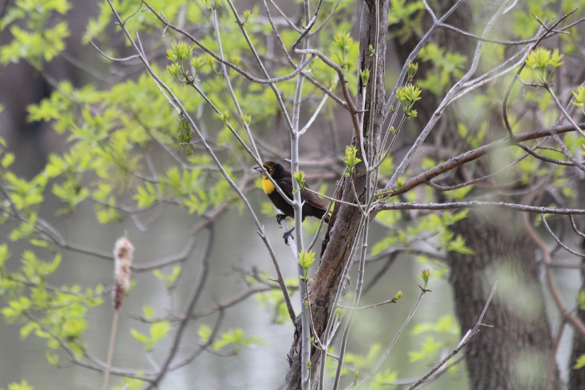 Yellow-headed Blackbird - ML618493623