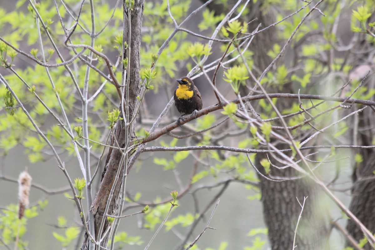 Yellow-headed Blackbird - ML618493625