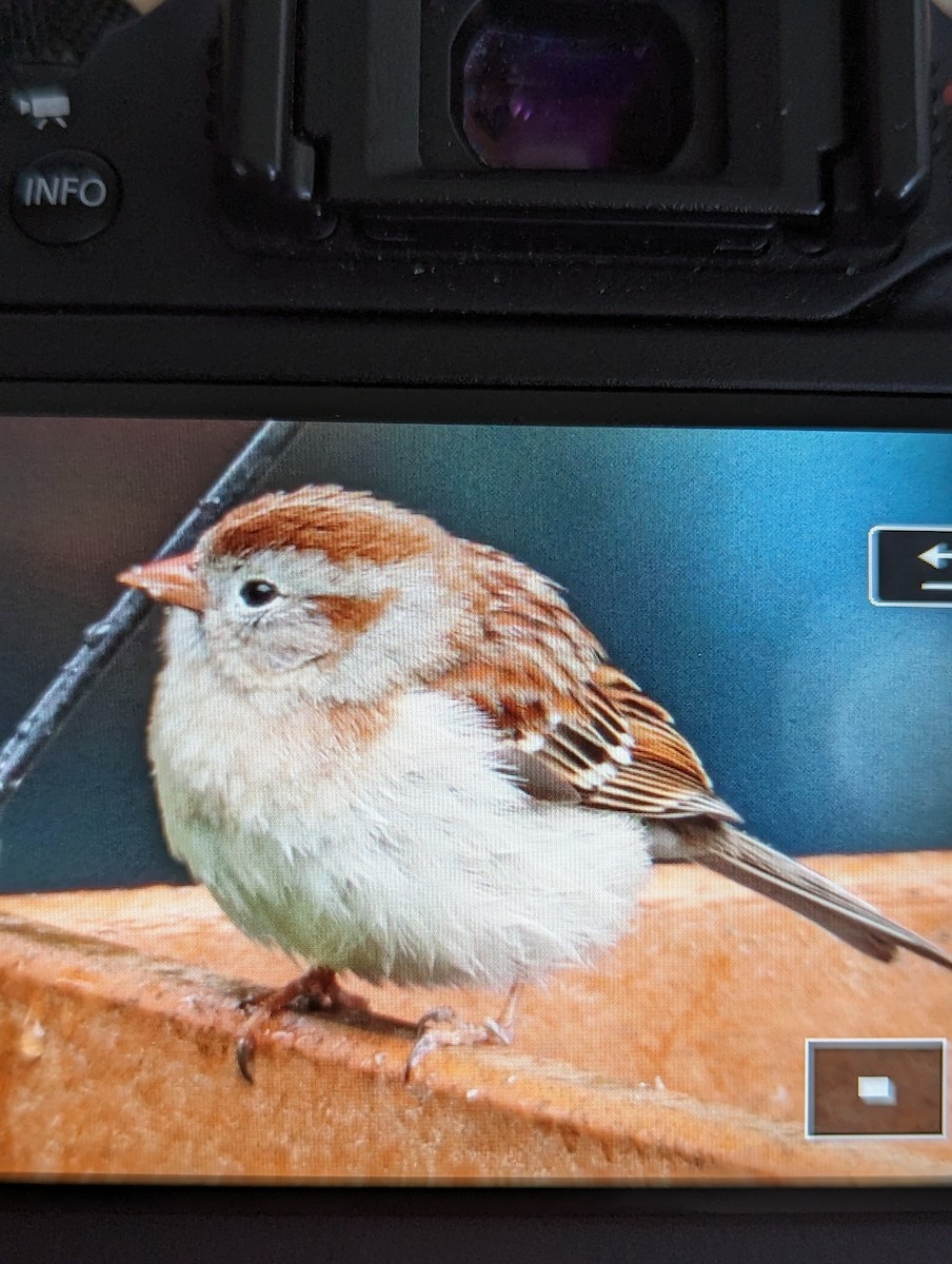 Field Sparrow - ML618493635