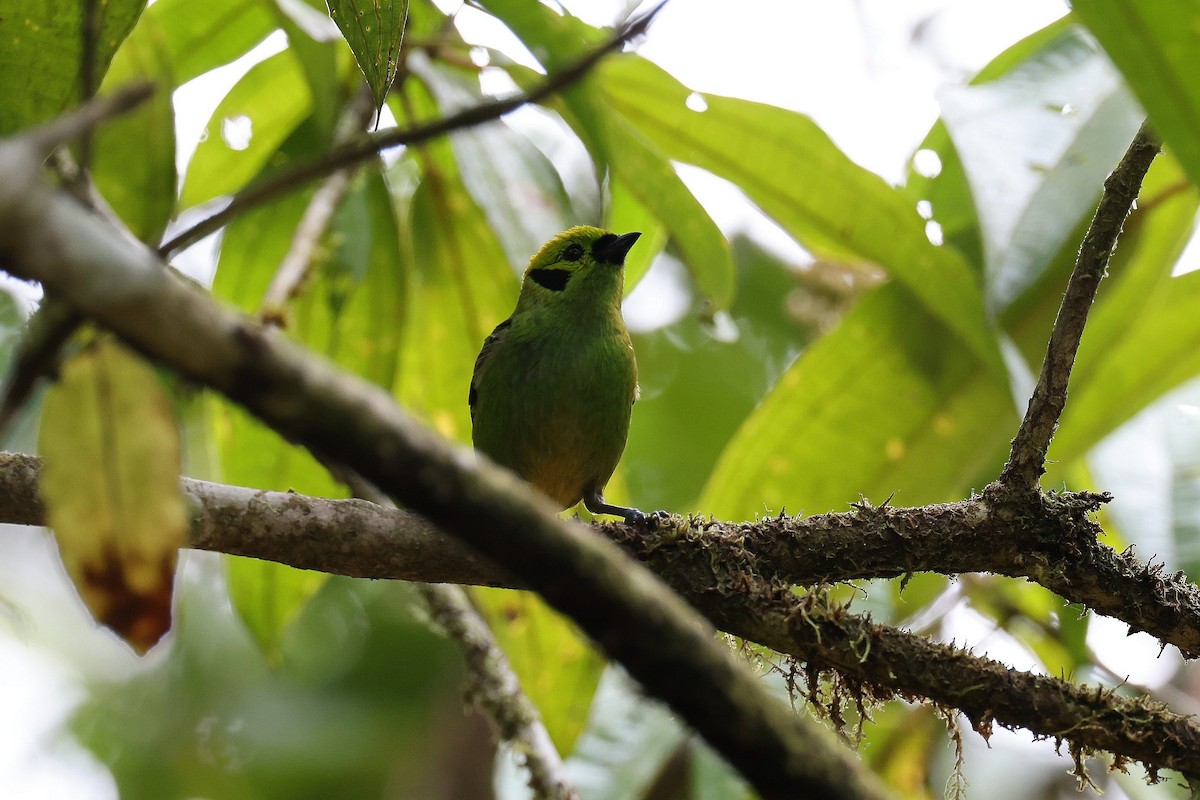 Emerald Tanager - ML618493649