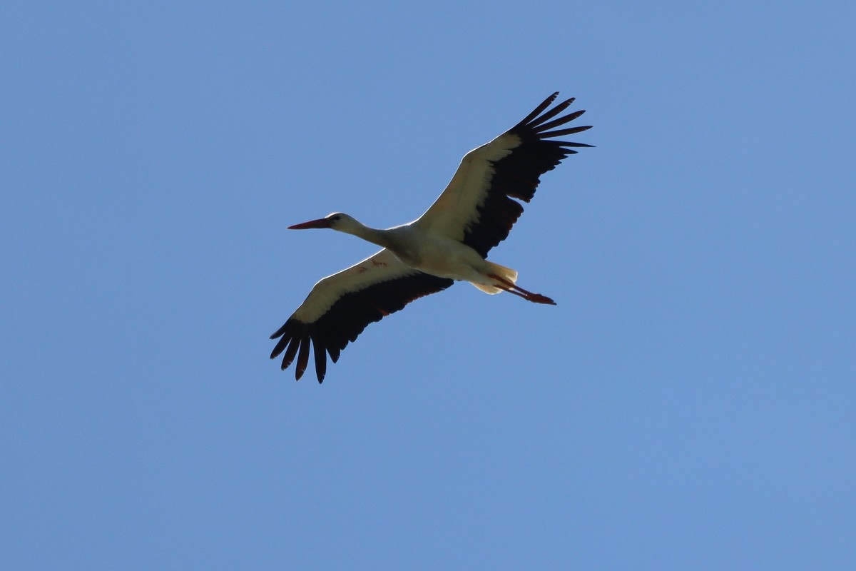White Stork - ML618493690