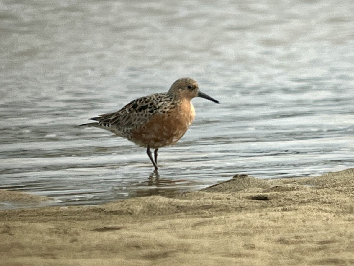 Red Knot - ML618493709