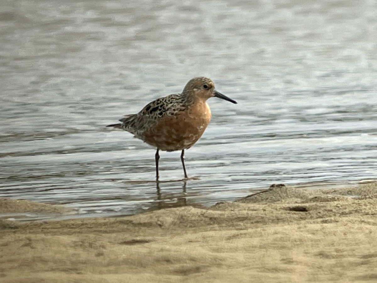 Red Knot - ML618493710