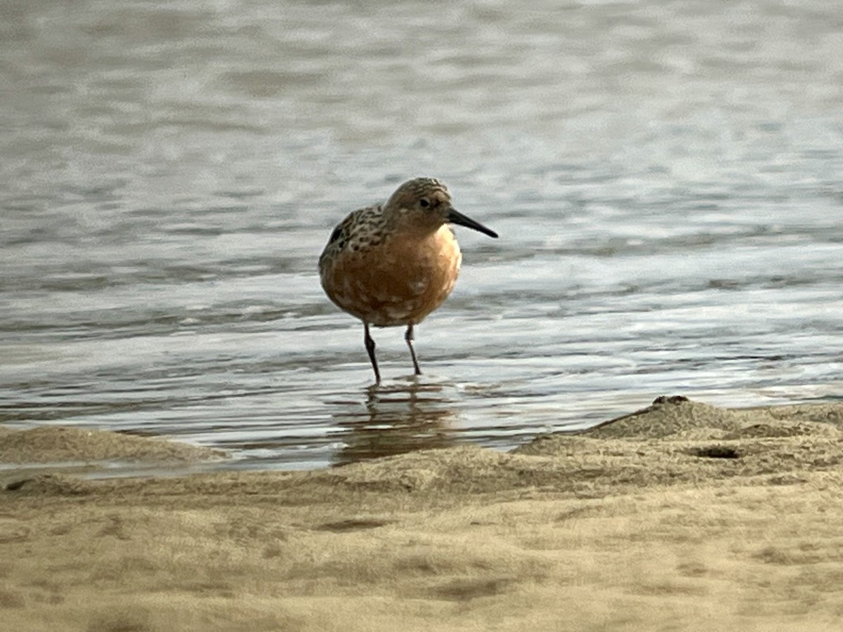 Red Knot - ML618493711
