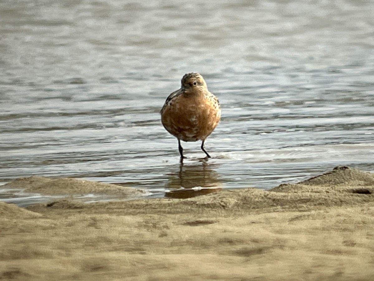Red Knot - ML618493712