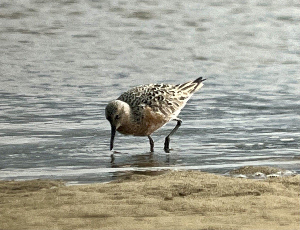 Red Knot - ML618493716
