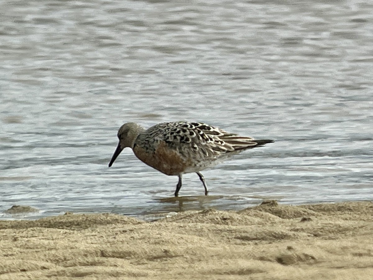 Red Knot - ML618493717