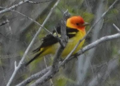 Western Tanager - ML618493724
