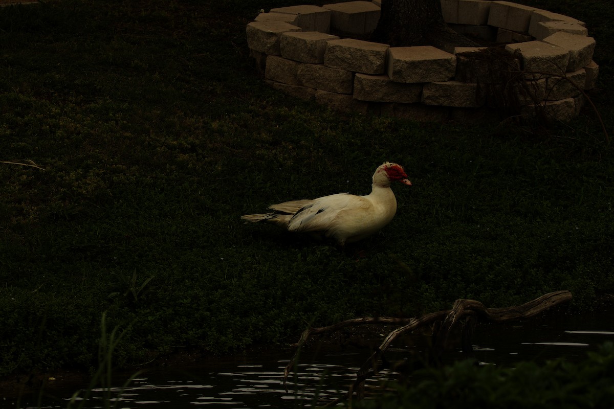 Muscovy Duck (Domestic type) - ML618493743
