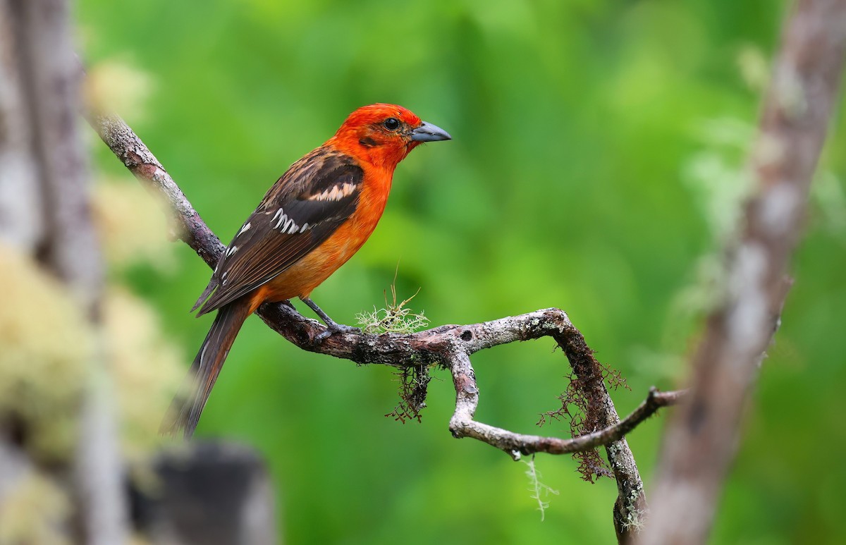 Flame-colored Tanager - ML618493744
