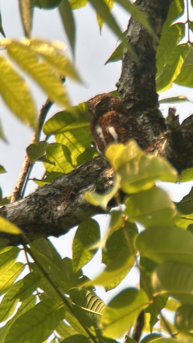 Costa Rican Pygmy-Owl - ML618493761
