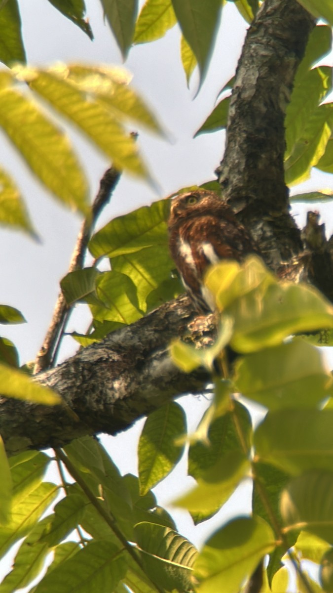 Costa Rican Pygmy-Owl - ML618493762