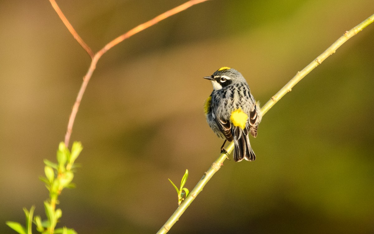 Yellow-rumped Warbler - Tim Griffiths