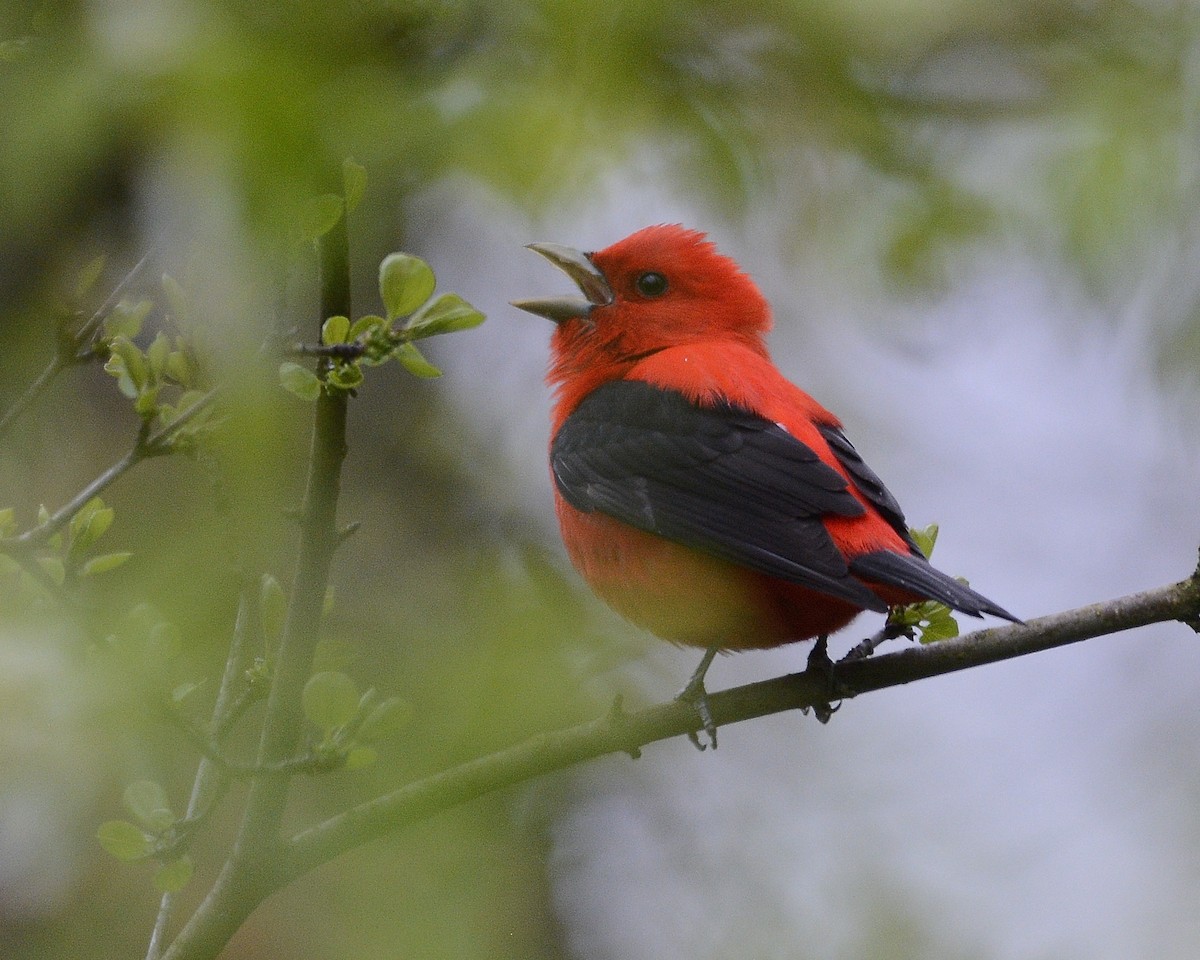 Scarlet Tanager - ML618493884