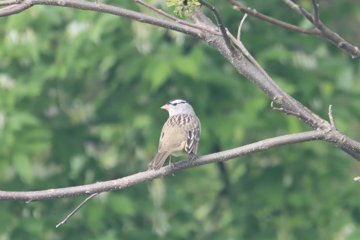 White-crowned Sparrow - Lisa Benjamin