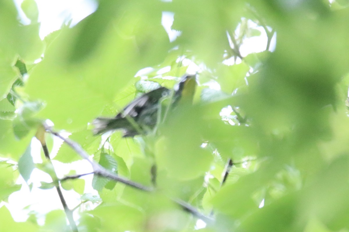 Yellow-throated Warbler - ML618493938