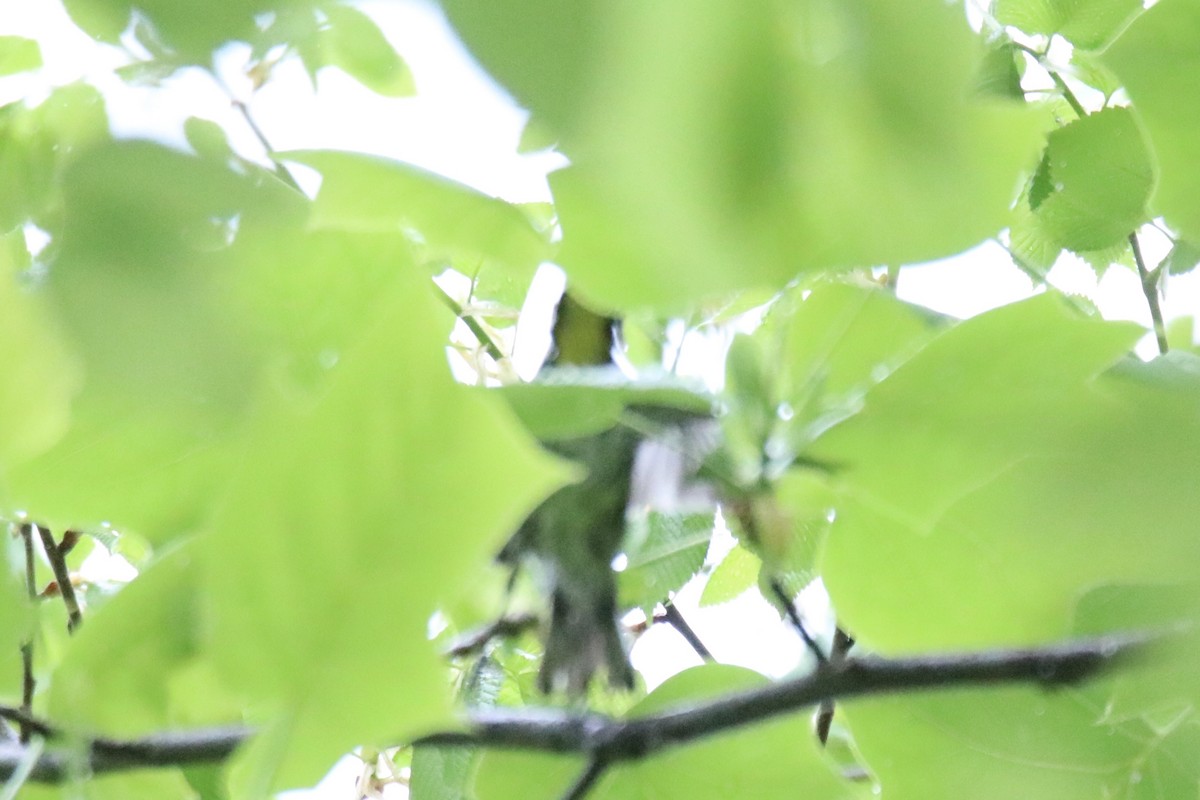 Yellow-throated Warbler - ML618493939