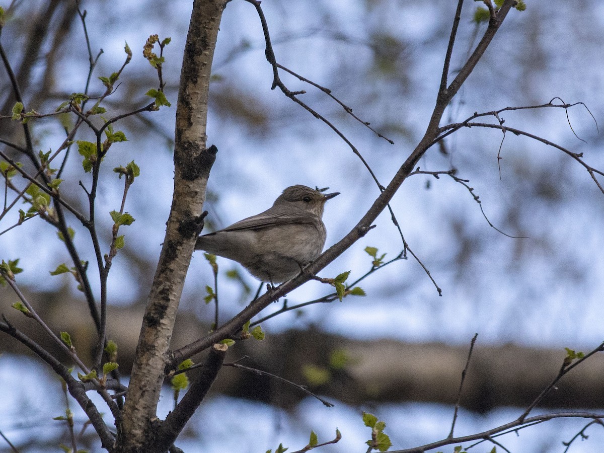 Spotted Flycatcher (Spotted) - ML618493941