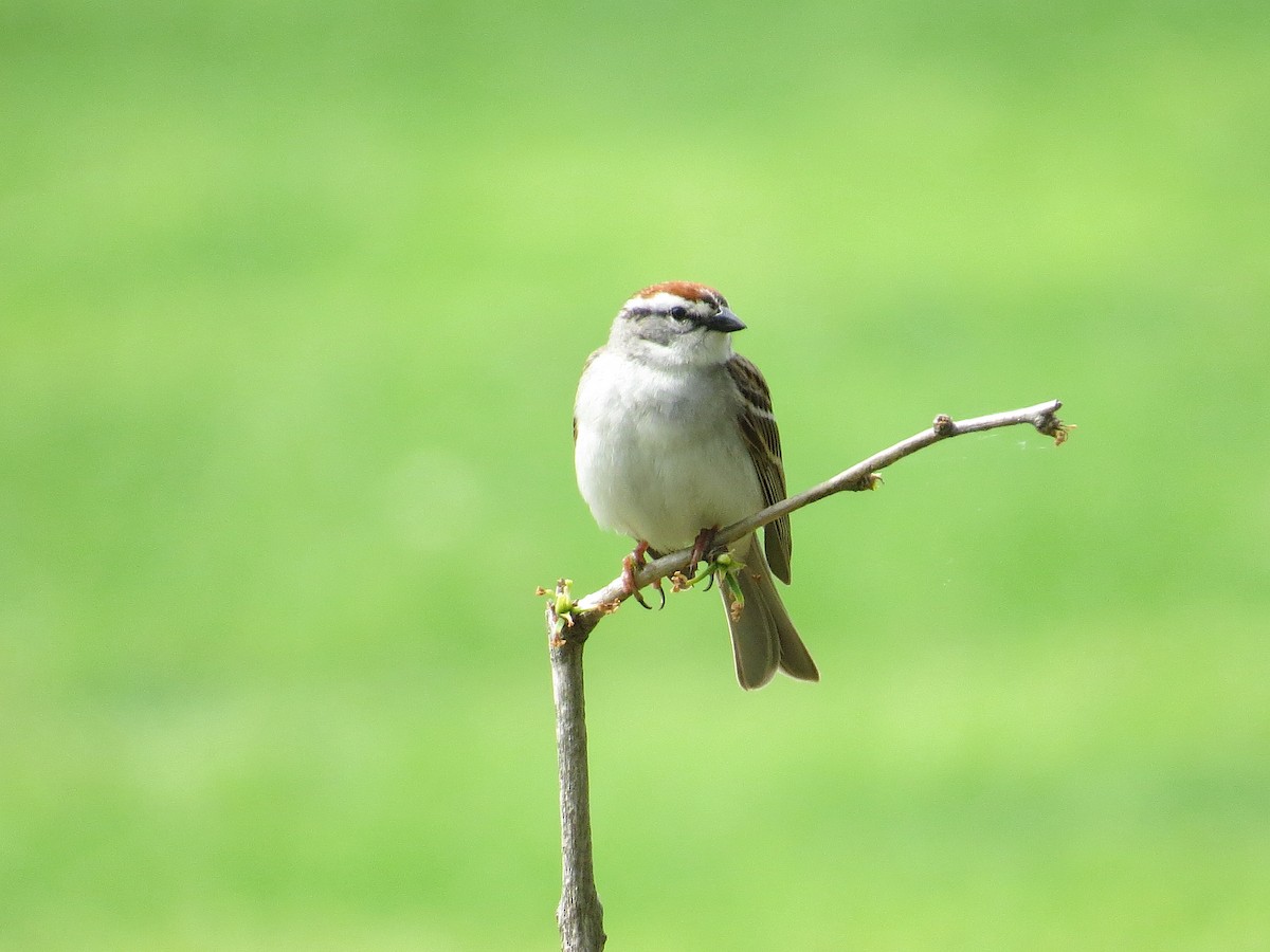 Chipping Sparrow - ML618493942
