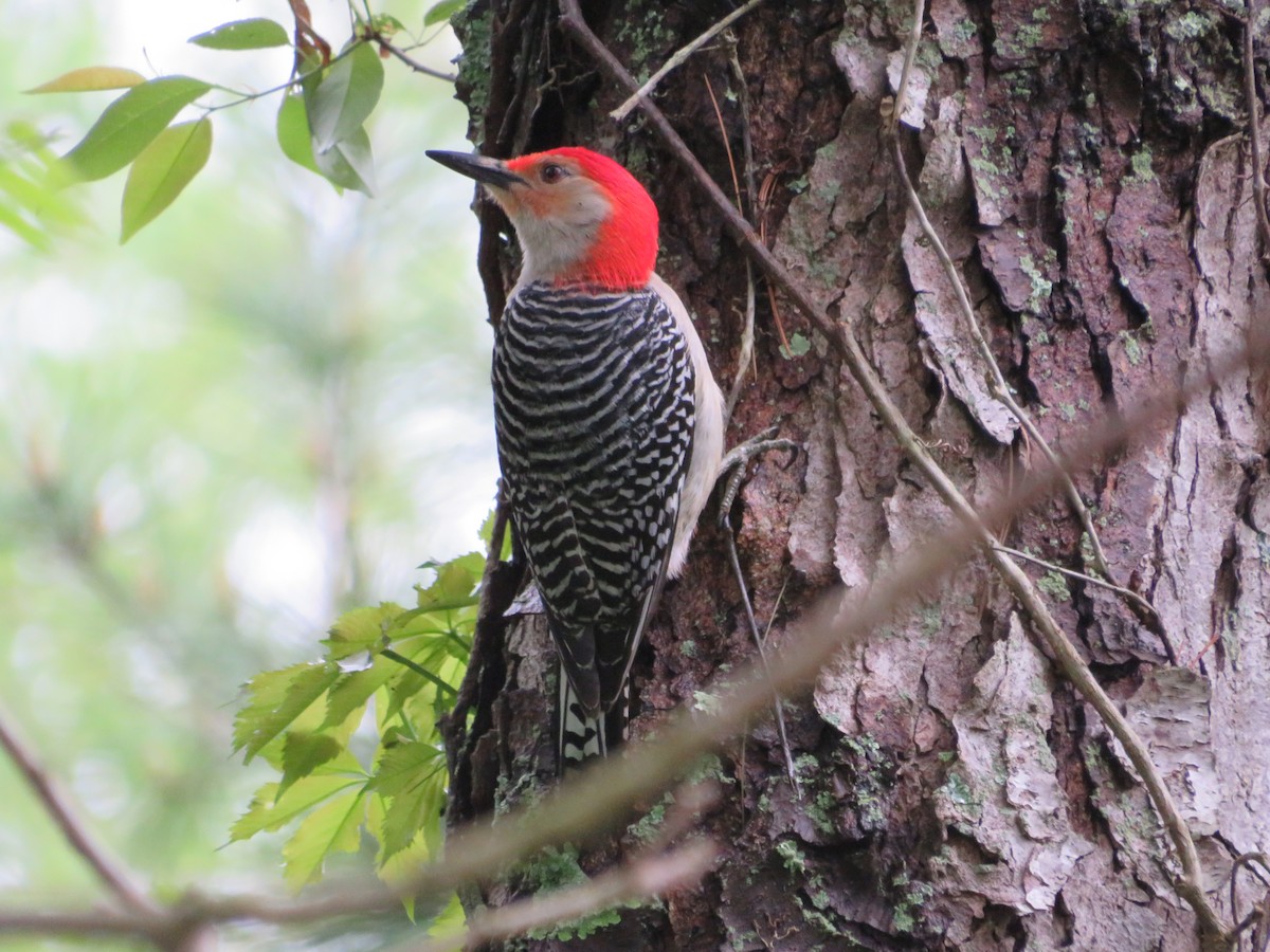 Red-bellied Woodpecker - ML618493988
