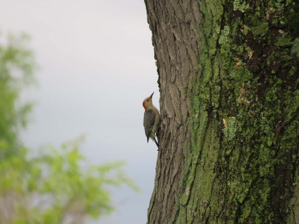 Red-bellied Woodpecker - ML618493989