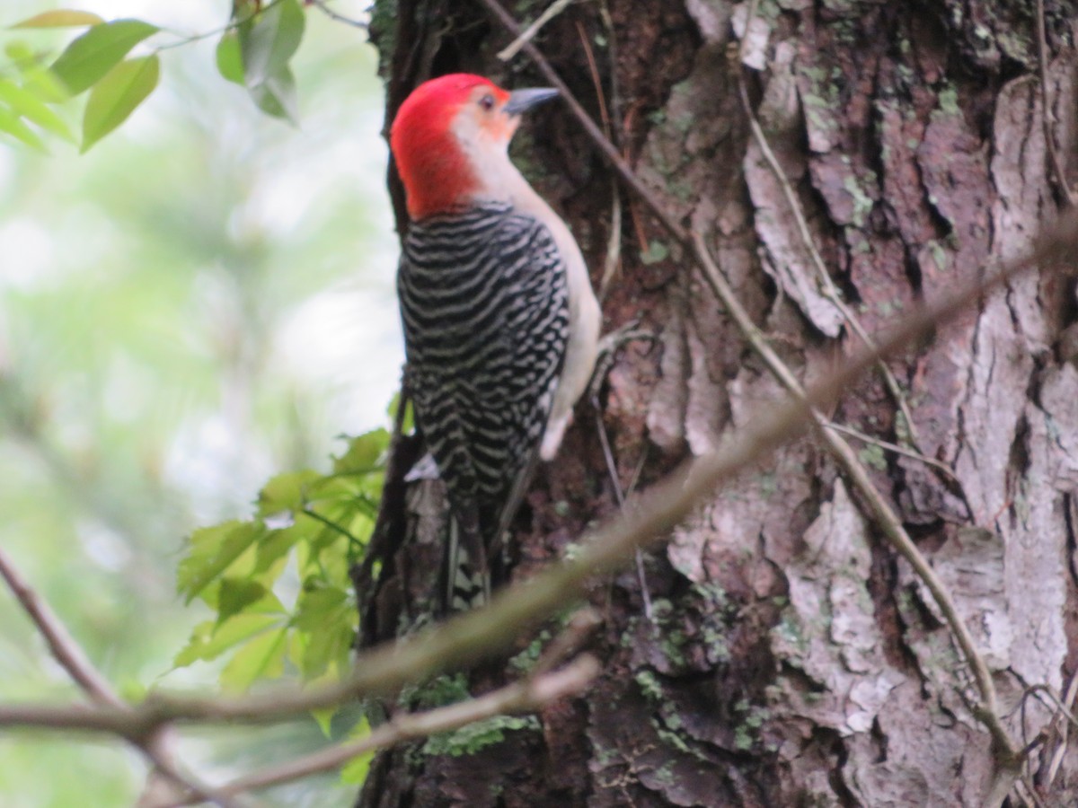 Red-bellied Woodpecker - Jillian Grgic