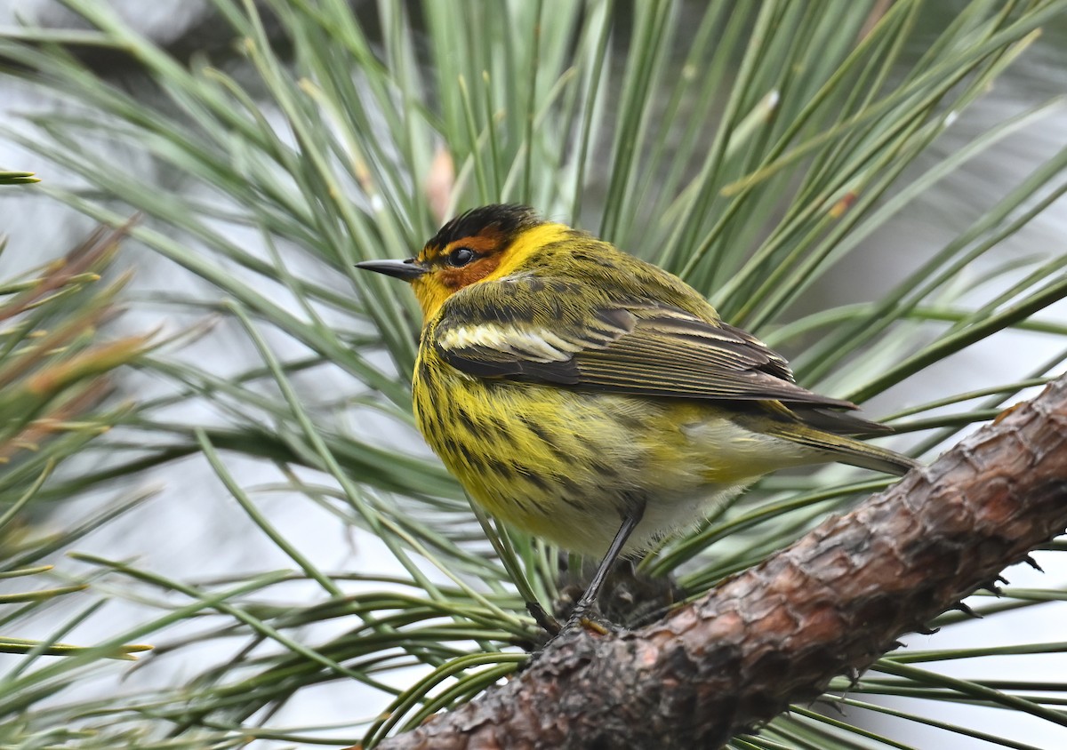 Cape May Warbler - ML618494049