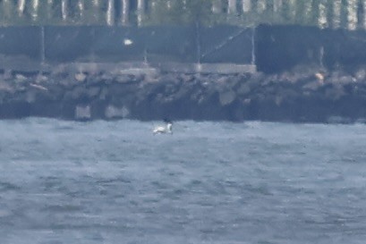American White Pelican - E R