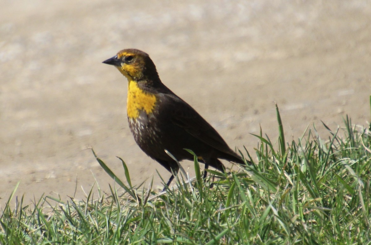 Yellow-headed Blackbird - ML618494074