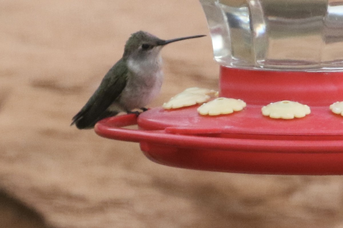 Black-chinned Hummingbird - ML618494077