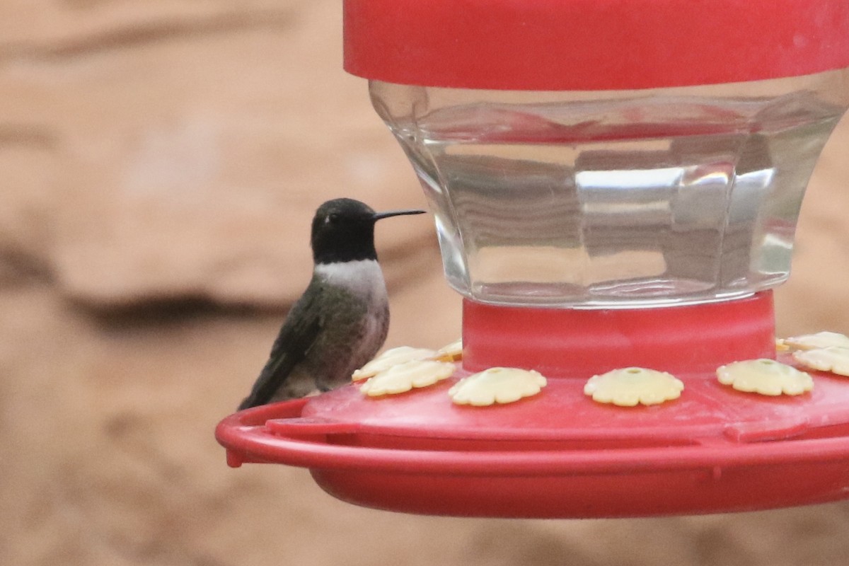 Black-chinned Hummingbird - Carol Ortenzio