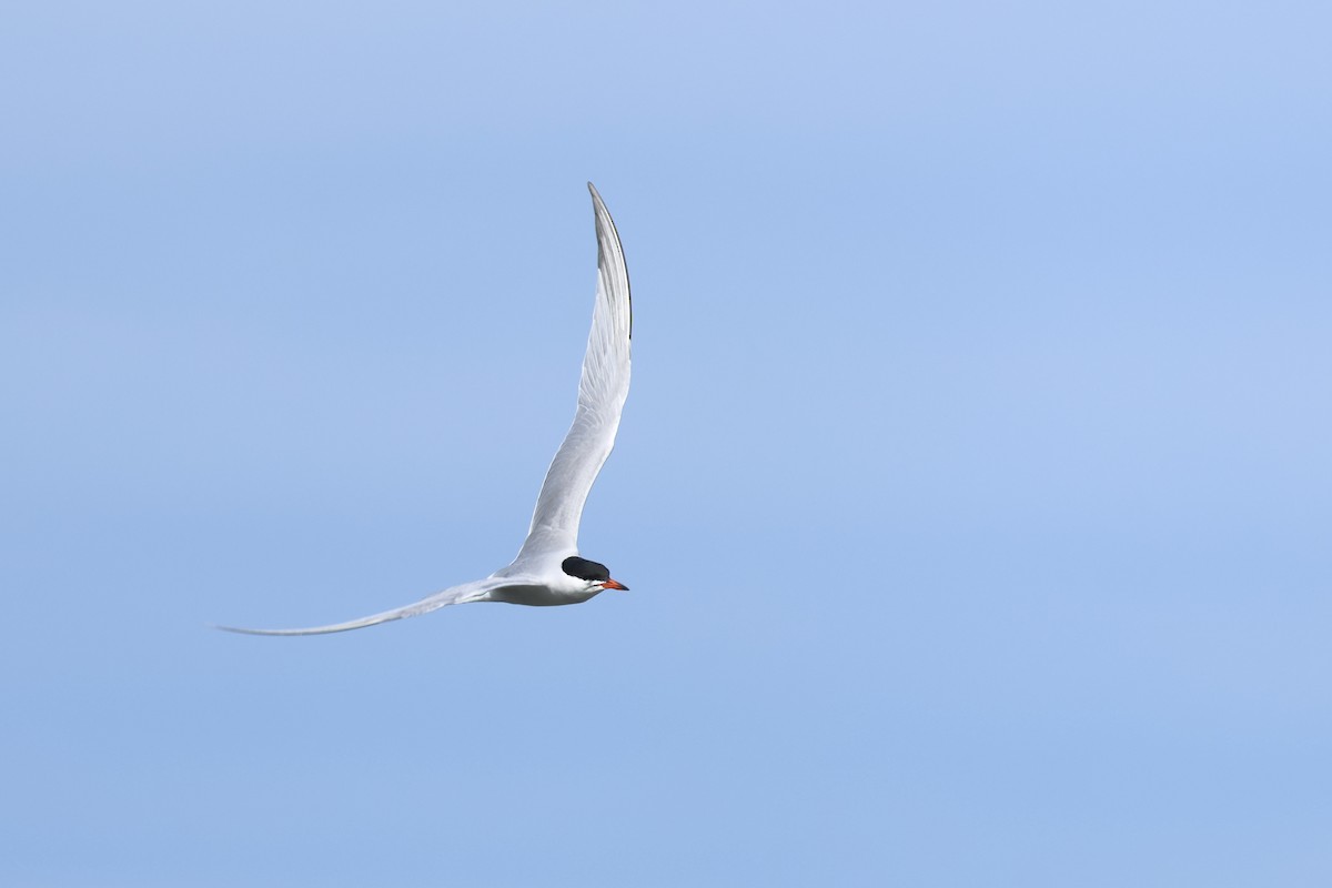 Common Tern - ML618494093