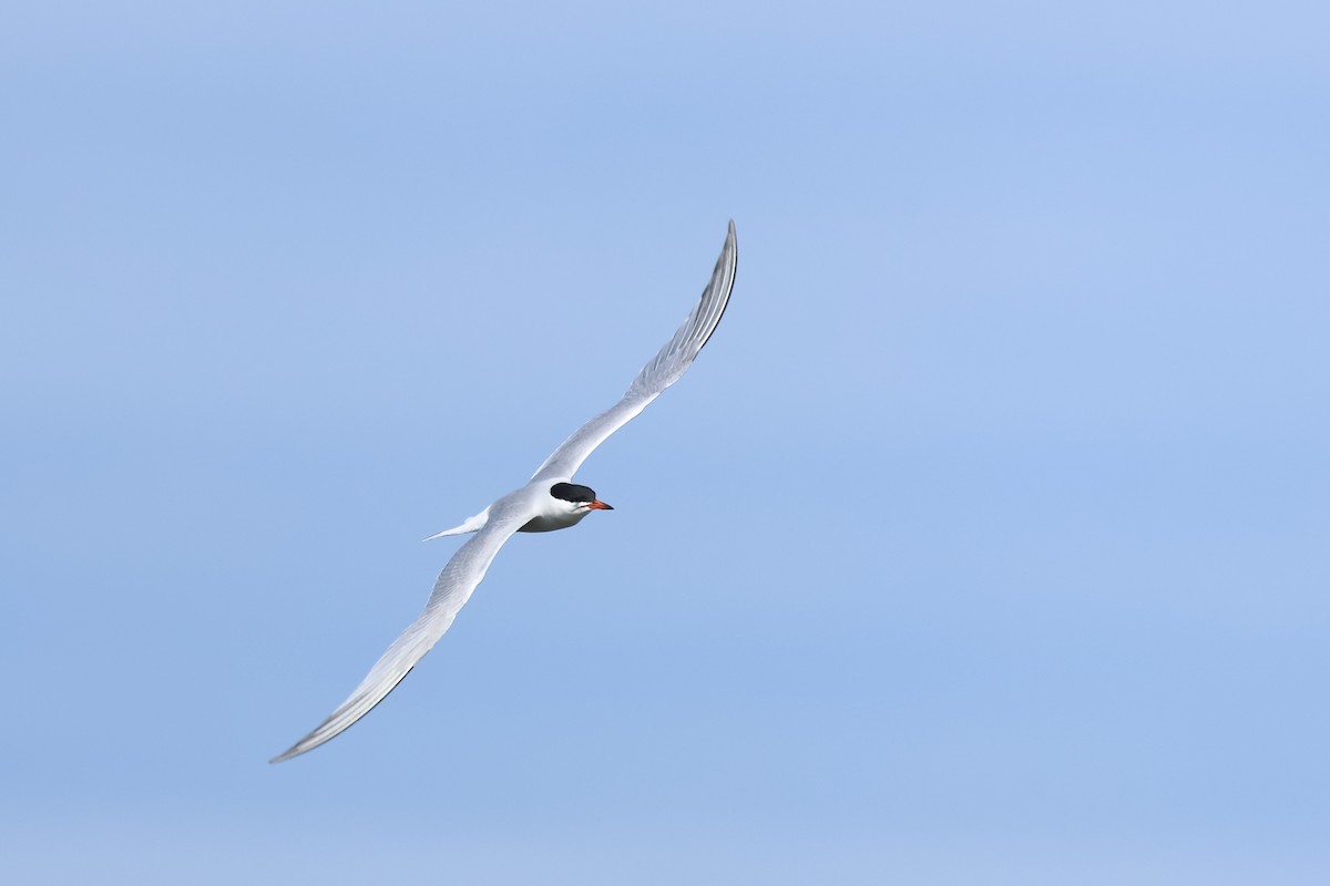 Common Tern - ML618494095