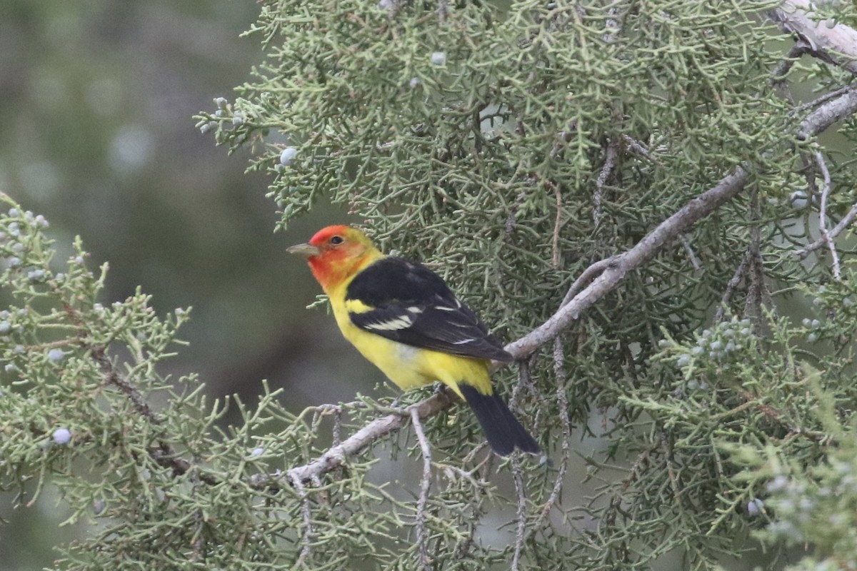 Western Tanager - ML618494096
